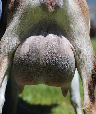 Lesperance Pineapple Express 